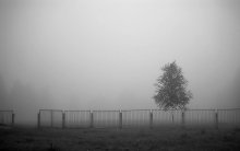 morning fog / туман