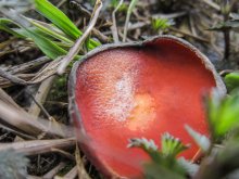 Красный гриб / гриб