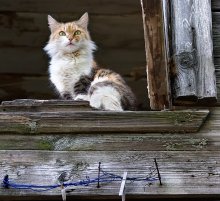 Кошка на окошке / Хозяйка сельского дома