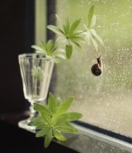 Когда за окном...дождь... / ...............