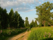 летний день / летний день