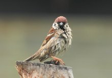 Мокрый и злой / Полевой воробей после сильного дождя