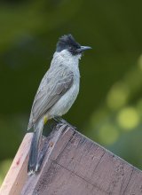 &nbsp; / Золотобрюхий бюльбюль - Sooty-headed Bulbul