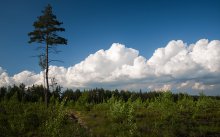 Облака над лесом / июнь 2013г.