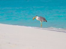 Символ Мальдивской Республики / Серая цапля (Ardea cinerea)