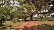 большая сейба / дерево Сейба, ранчо на Кубе