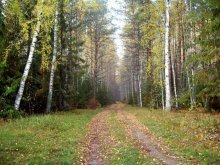 Осенью в лесу / лесная дорога осенью