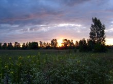 Свежесть июньского утра / Рассвет над цветущим лугом в окрестностях Гомеля