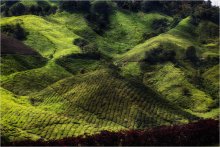 &nbsp; / Чайные плантации, Кэмерон Хайлендс. Малайзия
