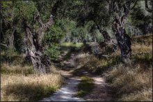 В греческом лесу....... / Оливковая роща.......300 летние деревья