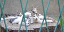 Семейство кошачьих / Семейство кошачьих