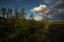 Mer Bleue Bog / Mer Bleue Bog