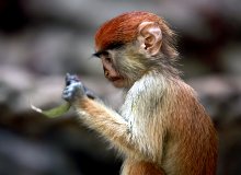обезьянка / Снимок из зоопарка Валенсии