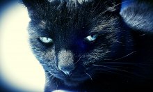 black_cat / моя любимая )