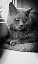 grey cat / Британец)