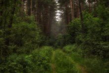 Лесная / Белорусские леса