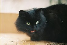 Зимний Кот-Северус / уличный кот(пленка)