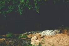 Белый бенгальский тигр / ***