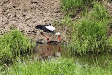 Аист (Stork) / Аист в поисках пищи (Stork in search of food)