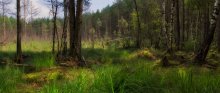 Лесное болотце / Белорусские леса. Район д.Хатынь
