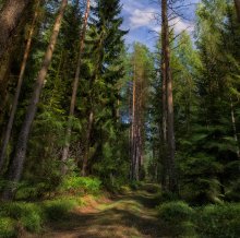 Лесные просторы / Белорусская природа