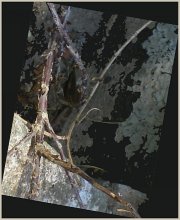 КОРНИ / То, что под ногами