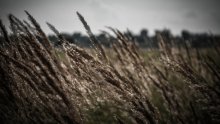 Призрачные травы / Фото сделано с помощью HDR режима