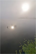 Утро. / Первые дни осени, туман всё чаще покрывает озера своим покрывалом.