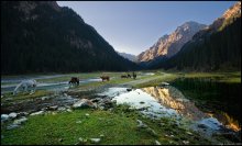 Горное утро с лошадками / ущелье Каракол, Терскей Ала-Тоо, Киргизия