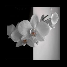 Орхидея. (ч/б? ) / Орхидея. (ч/б? )