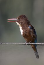 &nbsp; / White-throated Kingfisher - Белогрудый зимородок