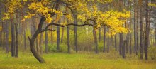 Танец Осени / Осенний абрикос в сосновом лесу