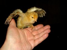 Орлик. / Были на выставке домашних животных. Внучке там задарили несколько яиц. Ну и ради неё взяли у тёщи и зарядили инкубатор.
Наша эпопея "У вас будет цыплёнок" - https://www.liveinternet.ru/users/683232/rubric/1444779/