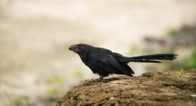 Groove-billed Ani / Groove-billed Ani