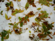 Весёленький ситчик. / Ну без описания ж нельзя. Описываю. Пошли мы как-то на выставку домашних животных... :-)