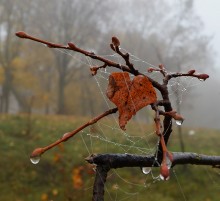 заплаканная осень / Осеннее утро, туман