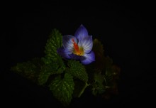 Безвременник и мята / Прекрасный ноябрьский цветок