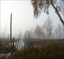 Утро на болоте. / Утром на болоте в Лосином острове.