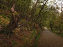 ...Glendalough trails 2... / ***