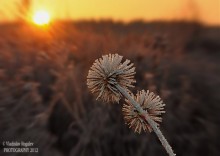 &quot;Сахарный&quot; рассвет / конец ноября 2012 года... Утро, восход солнца, иней на цветках... Приятное морозное  утро...