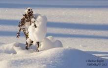 -Держи меня крепче / катался зимой на лыжах, увидел такую картину после снегопада... Засохший цветок, очень даже похожий на человечка, и снег, повисший на нем...