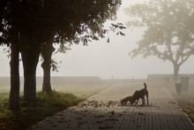 &nbsp; / Две собачки в тумане на берегу морского канала 10.10.10