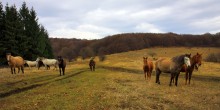 Провожая / Долгоруковская яйла. Крым. Осень