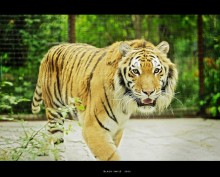 Тигр(Ялтинский зоопарк) / Пол часа я простоял фотографируя тигра , который ходил вдоль одной из стен вольера , так как за стеной в соседнем вольере был маленький тигренок. Тигр или скорее тигрица ходила как маятник , взглядом постоянно наблюдая за тигренком и лишь 1 раз за то время, пока я стоял она прошла по всему вольеру и когда возвращалась оказалась на середине , как раз в том ракурсе,который мне был нужен.
