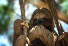 Sloth / Трёхпалый ленивец

 Ленивцы питаются почти исключительно древесными листьями, хотя могут при случае съесть насекомое или мелкую ящерицу. Листья трудно перевариваются и обладают очень низкой калорийностью и питательной ценностью. Для переваривания растительной клетчатки ленивцы используют бактерий-симбионтов, входящих в состав микрофлоры их пищеварительного тракта. Переваривание занимает около месяца. У сытого ленивца ⅔ веса тела может приходиться на еду в желудке. Интересно, что все трёхпалые ленивцы в естественной среде обитания питаются в основном листьями и цветами цекропии, и потому содержать их в неволе довольно трудно. Из-за низкой калорийности листьев физиология и поведение ленивцев ориентированы на жесткую экономию энергии. Почти все время ленивцы проводят, вися на ветке дерева спиной вниз. От падения с дерева их спасают большие и острые когти. 9,6 часа [2] в сутки ленивцы спят, но и бодрствуя, они передвигаются очень медленно и только когда это необходимо (отсюда название). Ленивцы обладают длинной шеей, позволяющей им доставать листья с большой территории, не передвигаясь. (Шея ленивцев очень подвижна и позволяет поворачивать голову на 270 градусов, имеет 8 или 9 шейных позвонков.) Температура тела активного ленивца составляет 30—34 °C, а в покое ещё ниже. Ленивцы очень не любят слезать с деревьев, потому что на земле они совершенно беспомощны. Кроме того, это требует затрат энергии.