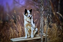 Пронзительный взгляд / Кадр снят в питомнике ездовых собак Кайныран на Камчатке.