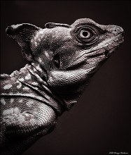 Шлемоносный василиск (Basiliscus basiliscus). / Шлемоносный василиск или Ящерица Христа обладает способностью бегать по воде, удерживая своё тело на поверхности быстро чередующимися ударами задних ног.