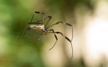 banana spider / banana spider