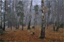 В лесу / Осень, конец листопада