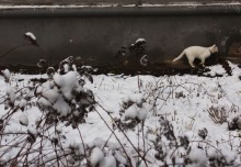 Про белого котика / подворотня